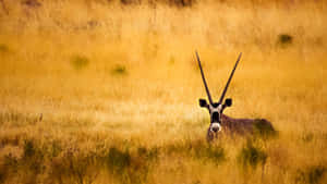 Antelope Peeking Through Grass Wallpaper