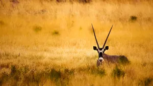 Antelope Peeking Through Grass Wallpaper