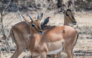 Antelopes_with_ Oxpecker_ Bird Wallpaper