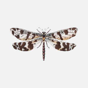 Antlion Adult Insect Spread Wings Wallpaper