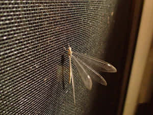 Antlion Adulton Screen Wallpaper