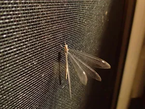 Antlion Adulton Screen Wallpaper