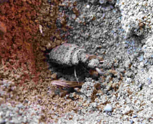 Antlion In Sand900x733 Wallpaper