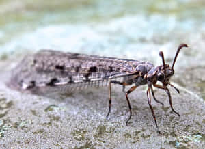 Antlion Insect Close Up Wallpaper