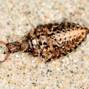 Antlion Insect Closeup Wallpaper