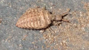 Antlion Insect On Ground.jpg Wallpaper