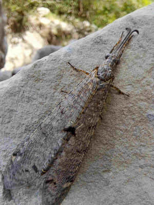 Antlion Insect On Rock Wallpaper