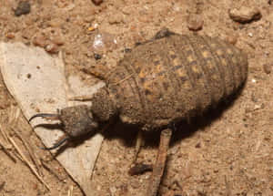 Antlion Insect On Sand.jpg Wallpaper