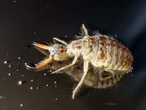 Antlion Larva Close Up Wallpaper