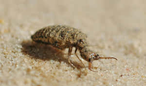 Antlion Larva Closeup Wallpaper
