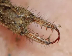 Antlion Mandibles Close Up Wallpaper