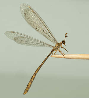 Antlion Perchedon Twig Wallpaper