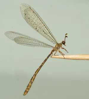 Antlion Perchedon Twig Wallpaper