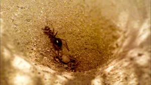 Antlionin Sand Pit Wallpaper