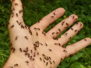 Ants Covered Hand Nature Background Wallpaper
