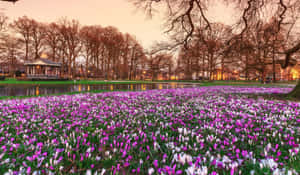 Apeldoorn Park With Spring Crocuses Wallpaper