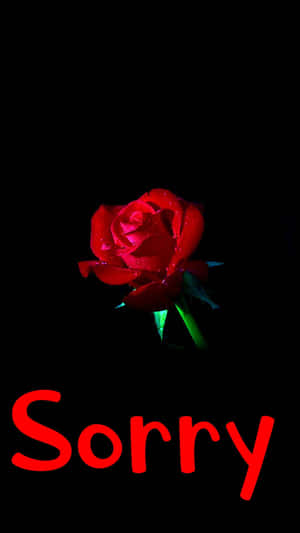 Apology_ Red_ Rose_in_ Darkness.jpg Wallpaper