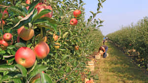 Apple Harvest Orchard Scene Wallpaper