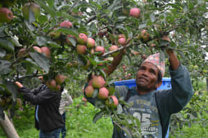 Apple Harvestingin Orchard Wallpaper