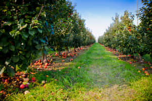 Apple Orchard Harvest Season Wallpaper