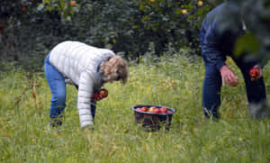 Apple Picking 1920 X 1162 Wallpaper Wallpaper