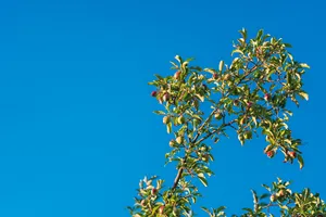 Apple Tree With Fruits Wallpaper