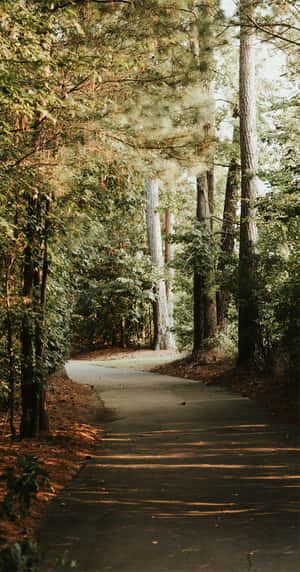 Appreciate Nature's Beauty Wallpaper