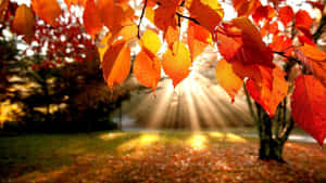 Appreciate The Beauty Of Nature This Autumn Season Wallpaper