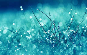 Aqua Dewdropson Grass Wallpaper