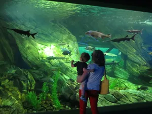 Aquarium Visit With Sharks Wallpaper