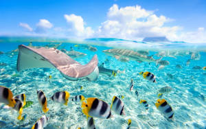 Aquatic Animals In Water Tropical Desktop Wallpaper