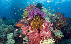 Aquatic Corals In Seafloor Wallpaper