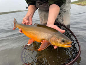 Arctic Char Catchand Release Wallpaper