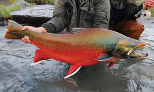 Arctic Char Caughtby Angler Wallpaper