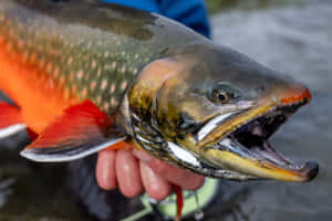 Arctic Char Close Up Wallpaper