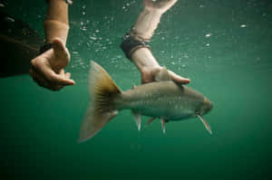 Arctic Char Release Underwater Wallpaper