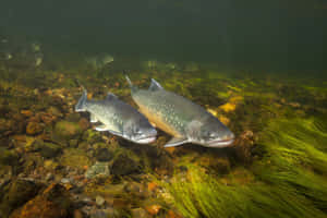 Arctic_ Char_ Underwater_ Scene.jpg Wallpaper