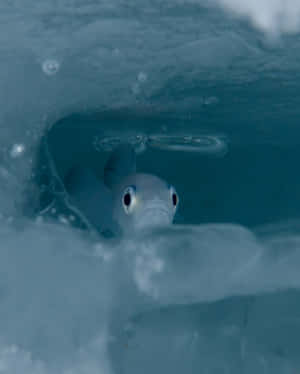Arctic Cod Beneath Ice Wallpaper