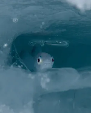 Arctic Cod Beneath Ice Wallpaper