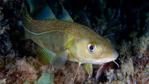 Arctic Cod In Natural Habitat.jpg Wallpaper