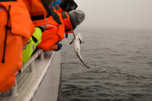 Arctic Cod Research Expedition Wallpaper