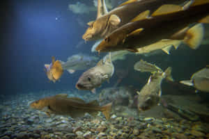 Arctic Cod School Underwater Wallpaper