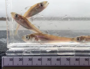 Arctic Cod Specimensin Container Wallpaper