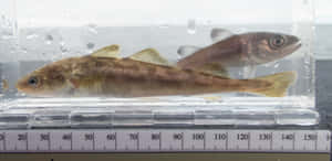 Arctic Cod Specimensin Measurement Container Wallpaper