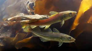 Arctic Cod Swimming Near Kelp.jpg Wallpaper