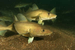 Arctic Cod Swimming Near Seabed.jpg Wallpaper