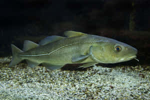 Arctic Cod Swimming Underwater.jpg Wallpaper