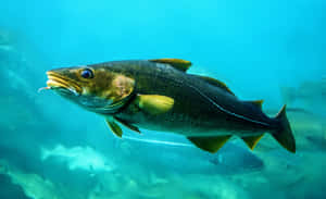 Arctic Cod Swimming Underwater.jpg Wallpaper