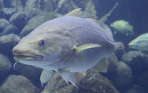 Arctic Cod Swimming Underwater.jpg Wallpaper