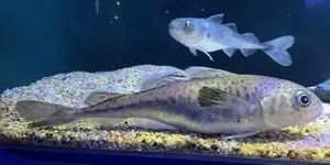 Arctic Codin Aquarium Wallpaper